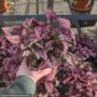 Hypoestes – Splash Assorted – 4″ Pot